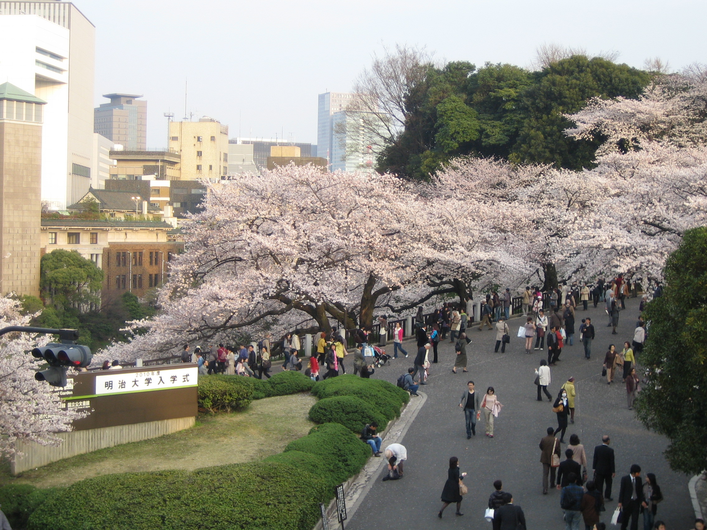 桜満開 東京 九段 日本武道館 ツルちゃんの日本列島津々浦々の旅